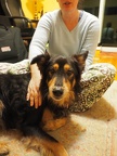 Pets